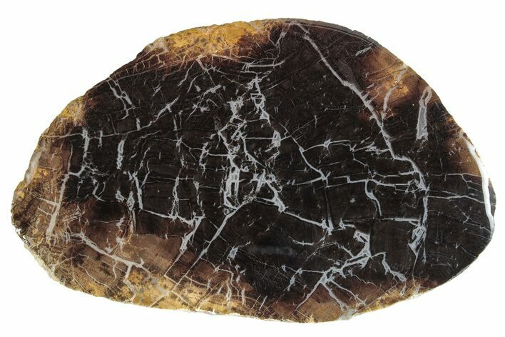 Jurassic Purbeck Fossil Wood Slab - Dorset, England #285027